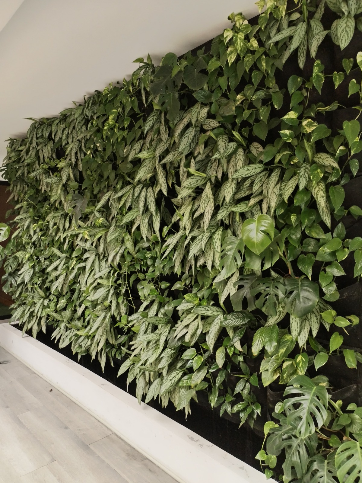 Proyecto JardineriaSac